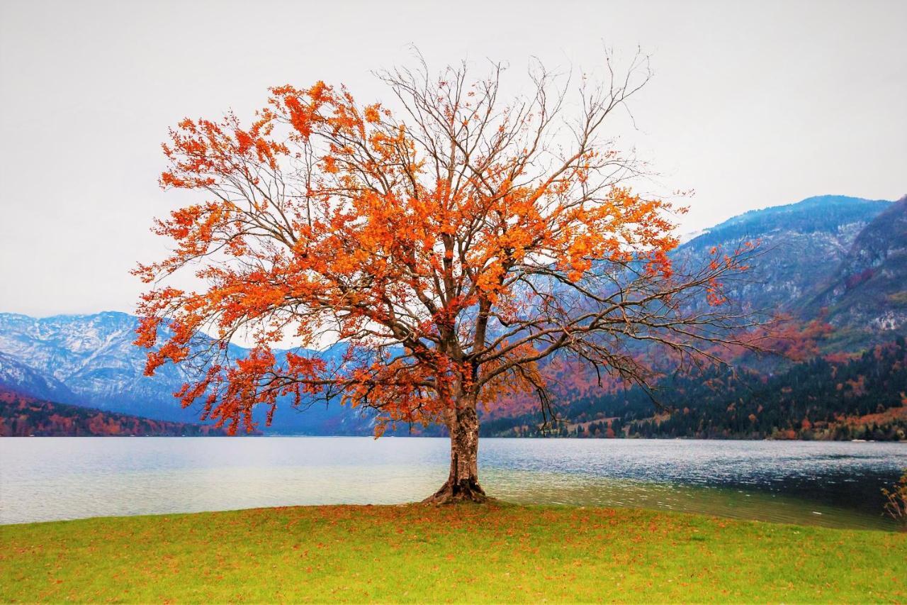 Trisa Apartments Bohinji-tó Kültér fotó